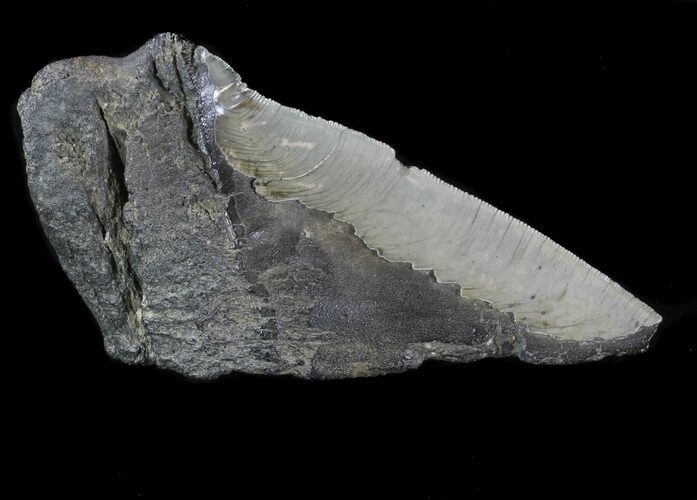 Partial Fossil Megalodon Tooth - Serrated Blade #88645
